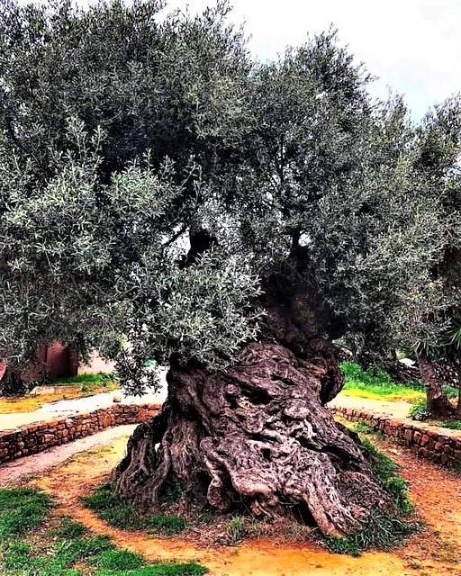 Night thoughts 1,277,500 sunrises, 1,277,500 sunsets experienced. The oldest olive tree in the world is on the island of Crete, about 3500 years old. 💚☘️🌿🌱🌳🌲🍀💚 If you think about how many man-made empires have come and gone during this period... just think.