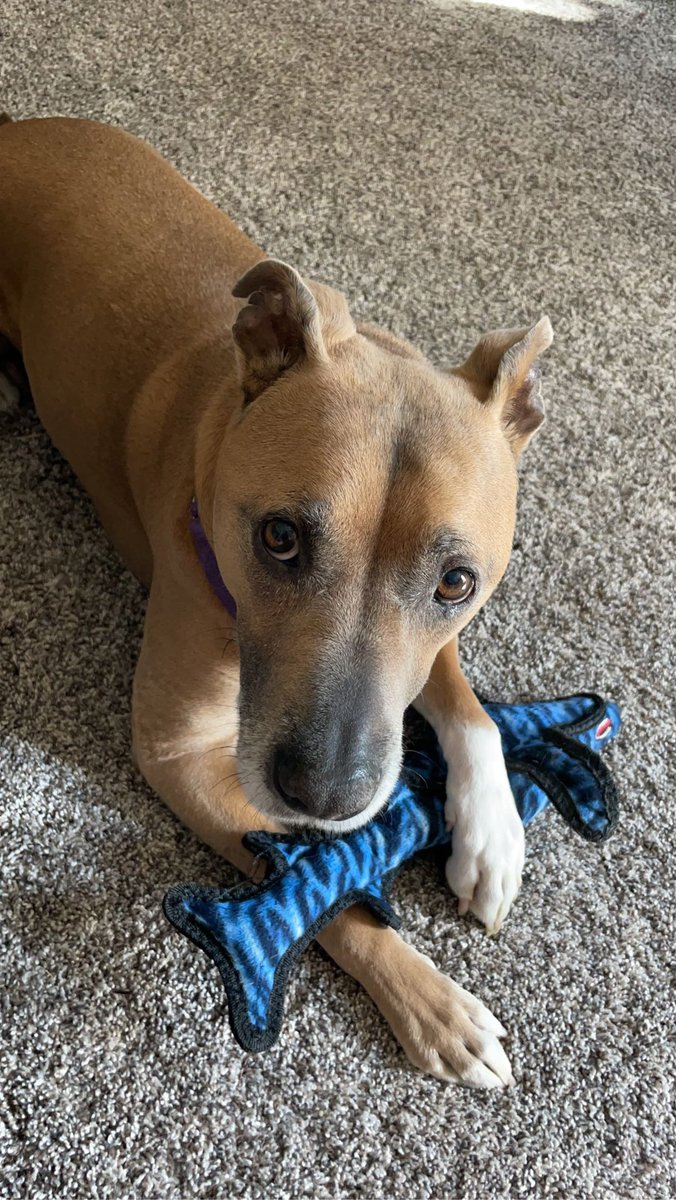_Beccaboo_21's tweet photo. 🐕💜🥰 https://t.co/pvXC9qA57f