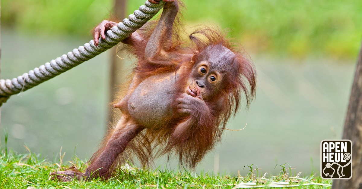 Bestel nu een seizoenkaart 2024 en kom hiermee t/m 5 november 2023 ook nog de aap uithangen! 🤩🐒🦍🦧 Met een seizoenkaart 2024 krijg je onbeperkt toegang tot Apenheul van 22 maart t/m 10 november 2024 én leuke extra's! Meer info &amp; bestellen: apenheul.nl/seizoenkaart.