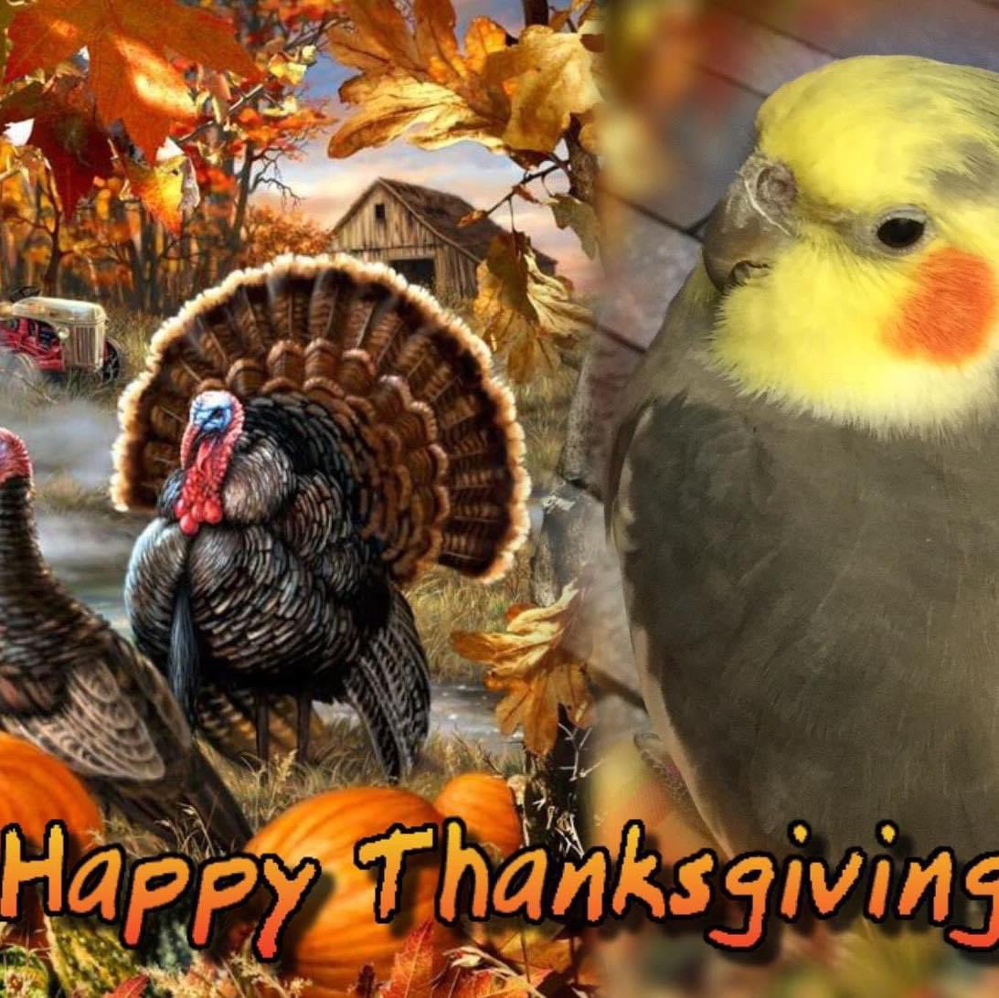 To all my Anipals and your Mums and Dads. My Mum and I wish you all a very Happy Thanksgiving ❤️❤️🇨🇦🇨🇦🇨🇦🇨🇦❤️❤️