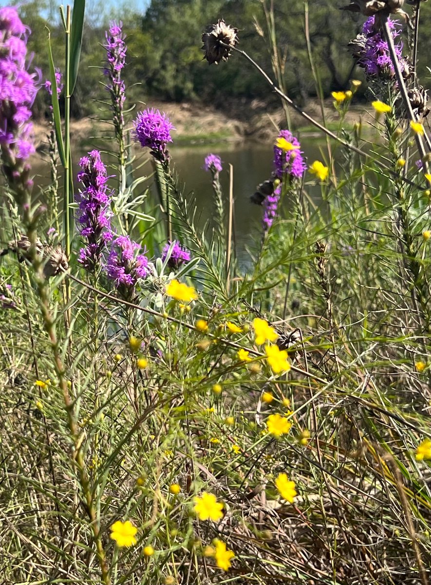 Loving all the wild flowers this time of year! Beautiful Texas fall! ….. okay back to writing for me