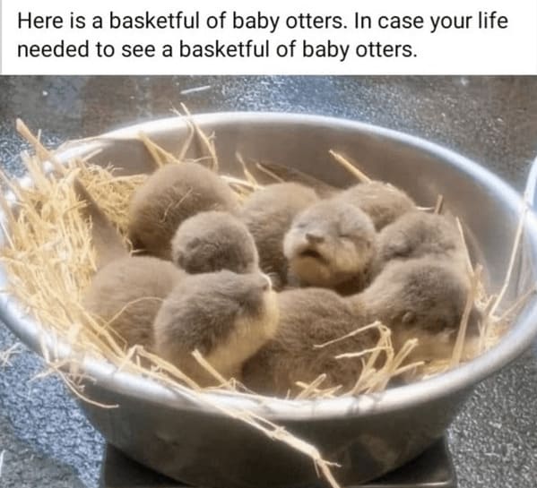 A Basket of Baby Otters!