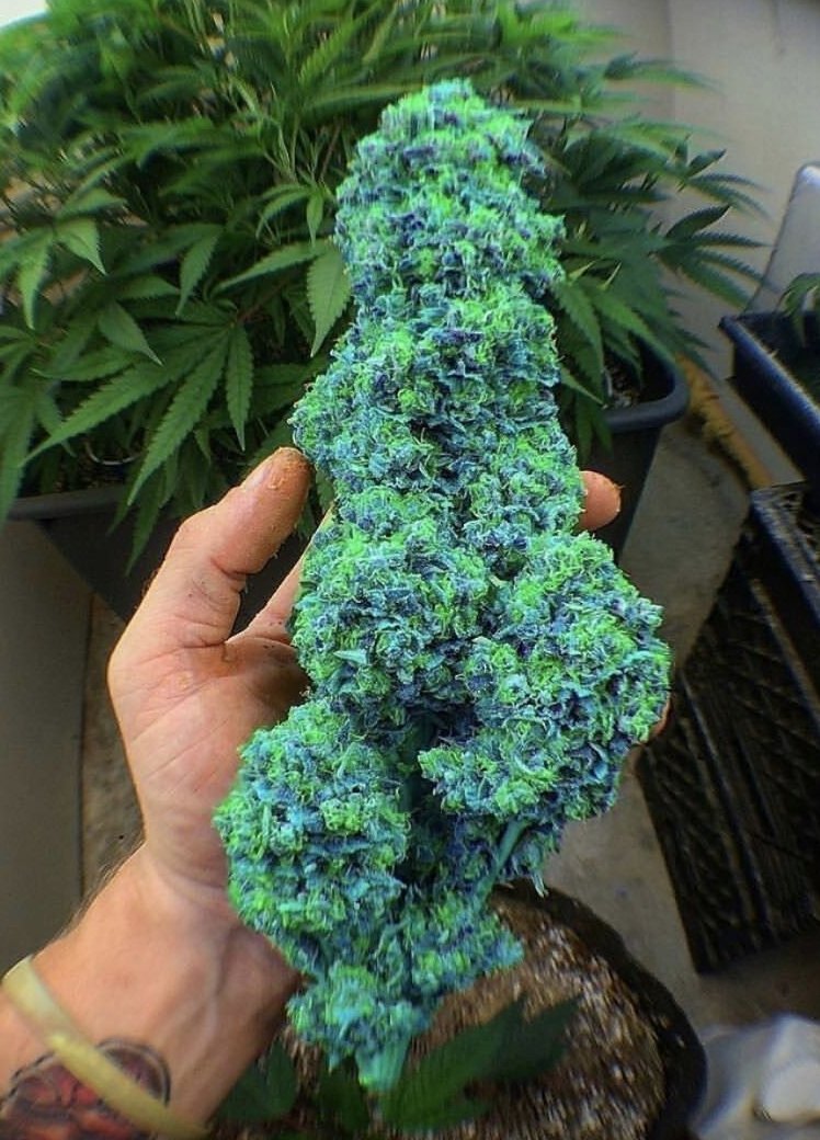 NFT Gang tweet media