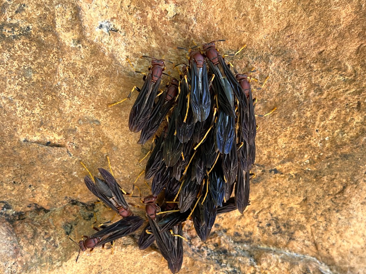 Scott Nacko tweet media