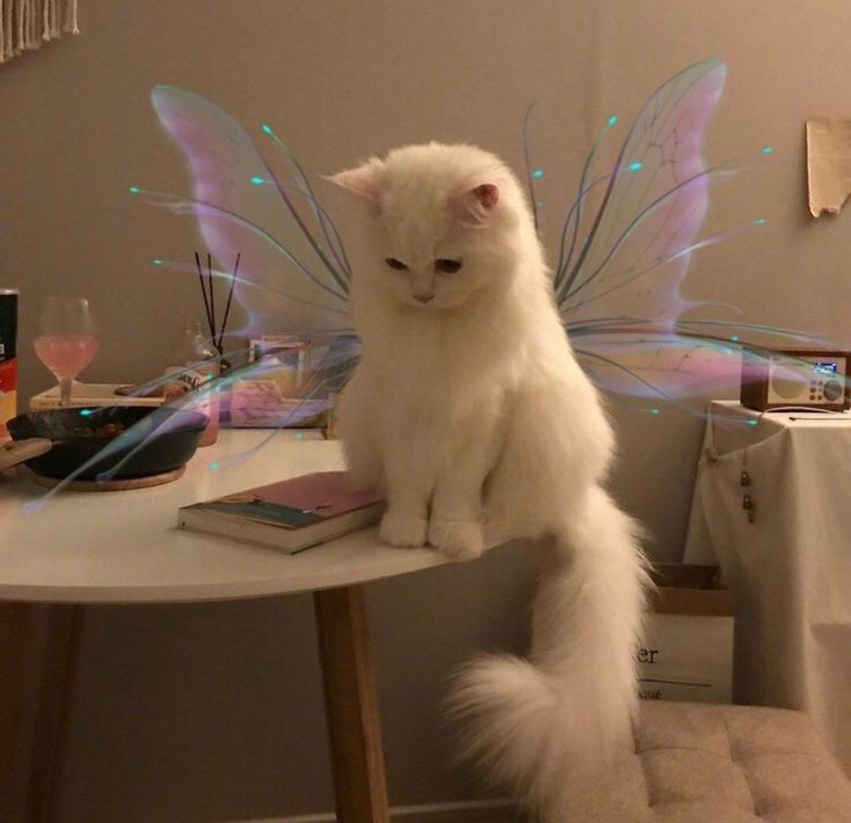 Cats That Make You Smile (@mvc_cats) on Twitter photo 