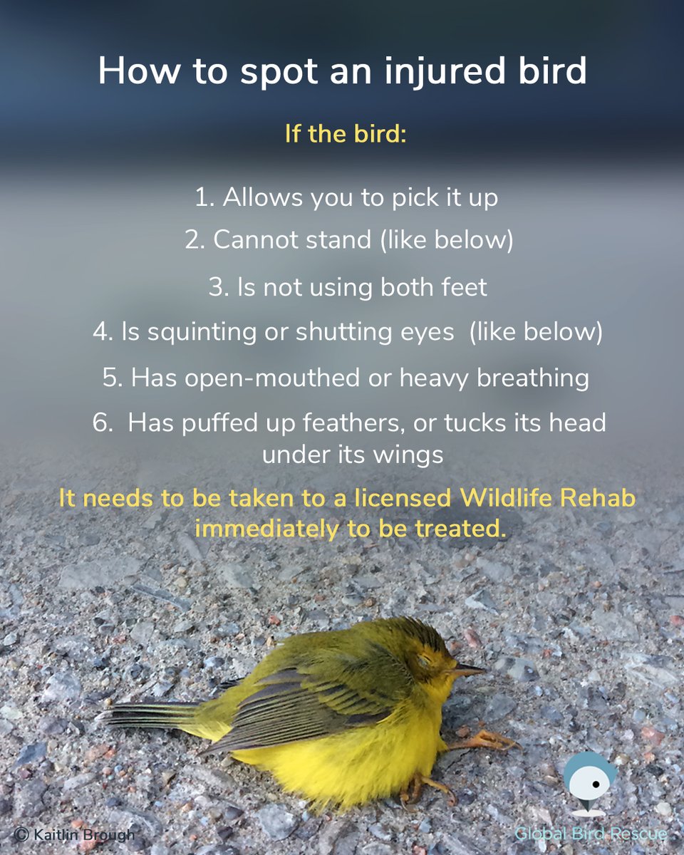 ABCbirds's tweet image. Many think a bird that can fly away after a window collision is okay. However, birds often sustain serious unseen injuries, such as bruising, eye ulcers and fractures. 🤕 

Visit bit.ly/39orqHA to learn more.

#GlobalBirdRescueWeek #GlobalBirdRescue #GlassCollisions