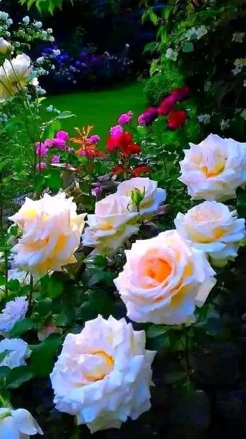 ༺𝄞༻♕آٍْآٍٍْْآٍٍٍْْْآٍٍْْآٍْأمـ᭓ـيـטּ♕༺𝄞༻ tweet media