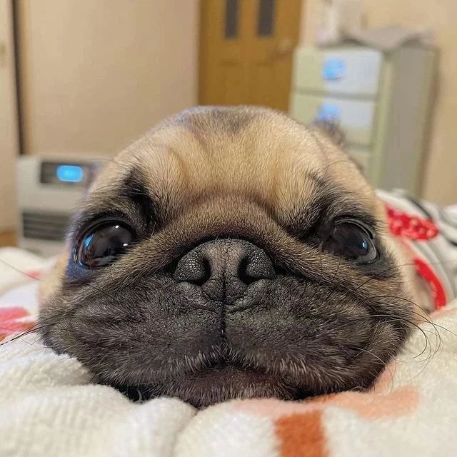AddictionPug's tweet photo. https://t.co/Tvim9jl9k6