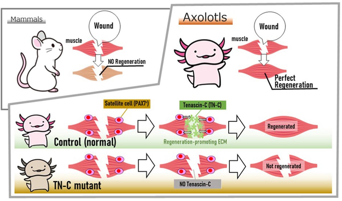 musclecellnews's tweet photo. The regenerative ability of axolotls may provide hints for effective treatments against severe muscle tissue injuries.

Researchers at @okayama_uni investigate axolotl's high regenerative capacity in the following study.

📑 https://t.co/F7zrXZ1Tww https://t.co/wRt72d9m0t