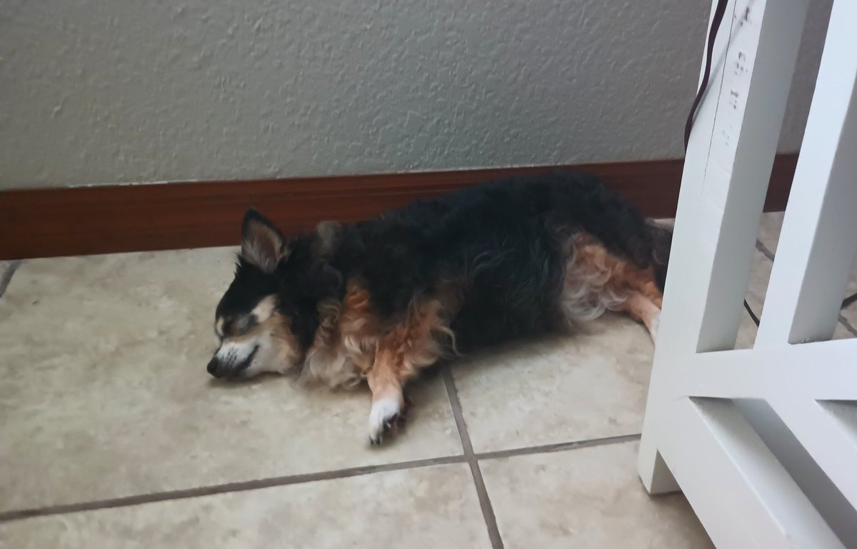 GlitterLeader's tweet photo. Sometimes I like to sleep on lots of comfy pillows and blankies. Other times I just sleep on the cold floor. I don't need to make sense. I'm Princess Meatball, I make my own rules!

#dogsoftwitter https://t.co/9zDwZAZXq9