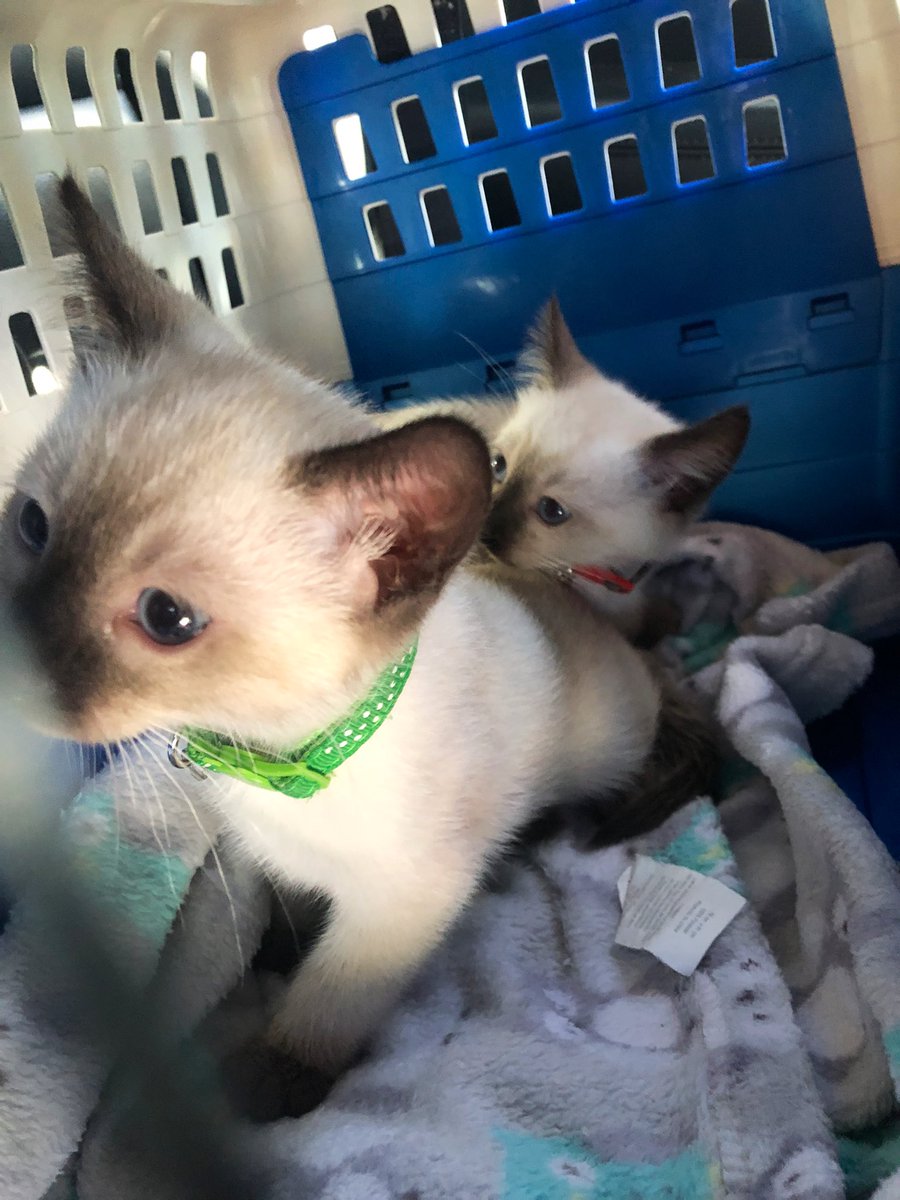 Behold kittens!!!! Green collar is Oscar and red is Moxxie!!!