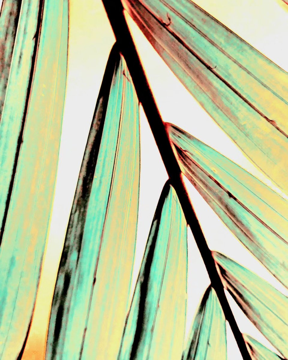 GreenTreeArt6's tweet photo. https://t.co/wymH8rV3r1