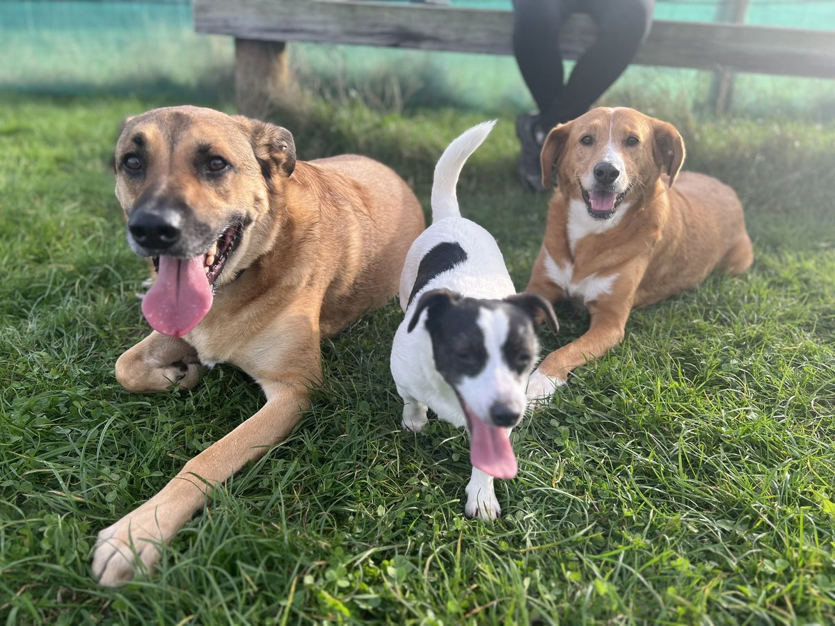MapleandJeff1's tweet photo. The Hoodad finally got his act together and got a decent family photo of us for once this afternoon! #AdoptDontShop https://t.co/ZYDvFKAfHO