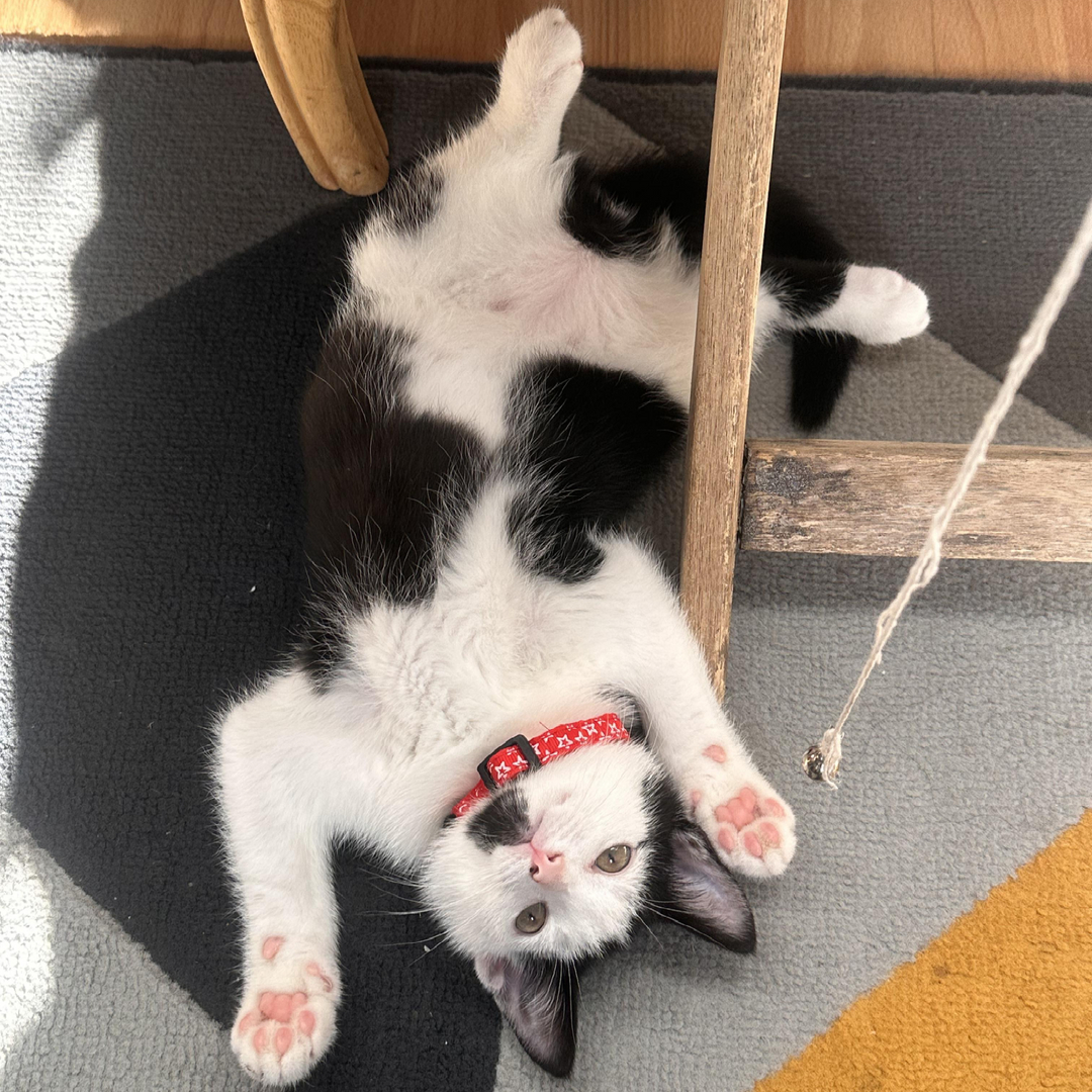 The Tower Bridge Cat tweet media
