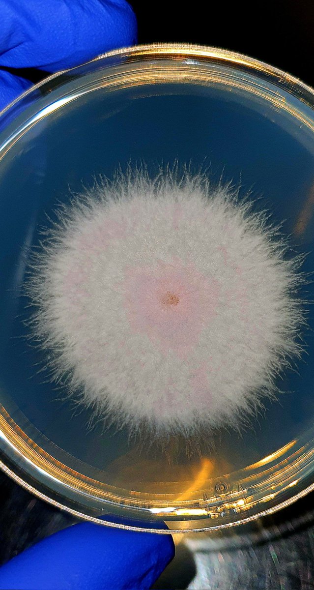 Aamer Kurdi tweet media