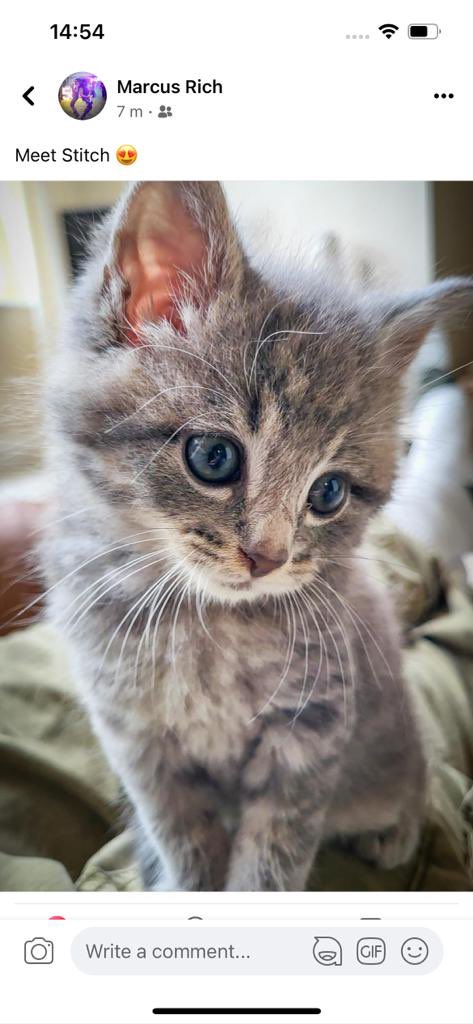 Happy weekend folks . Meet Stitch the new addition to our family ❤️

#kitty #kitten #KittensOfTwitter