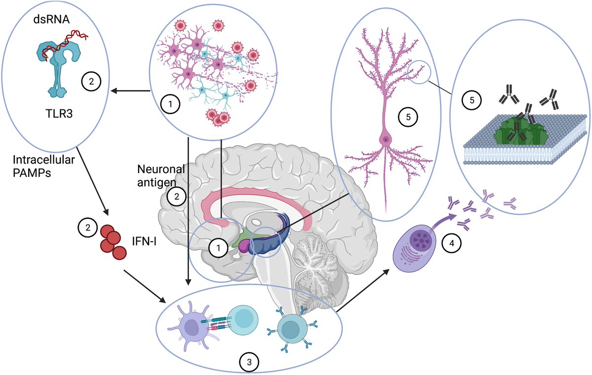 Brain1878's tweet photo. Post-herpes simplex virus encephalitis autoimmunity: more the rule than the exception
New scientific commentary by Frank Leypoldt &amp; Klaus-Peter Wandinger https://t.co/86O6IryWAE https://t.co/ETY1fBn8G2