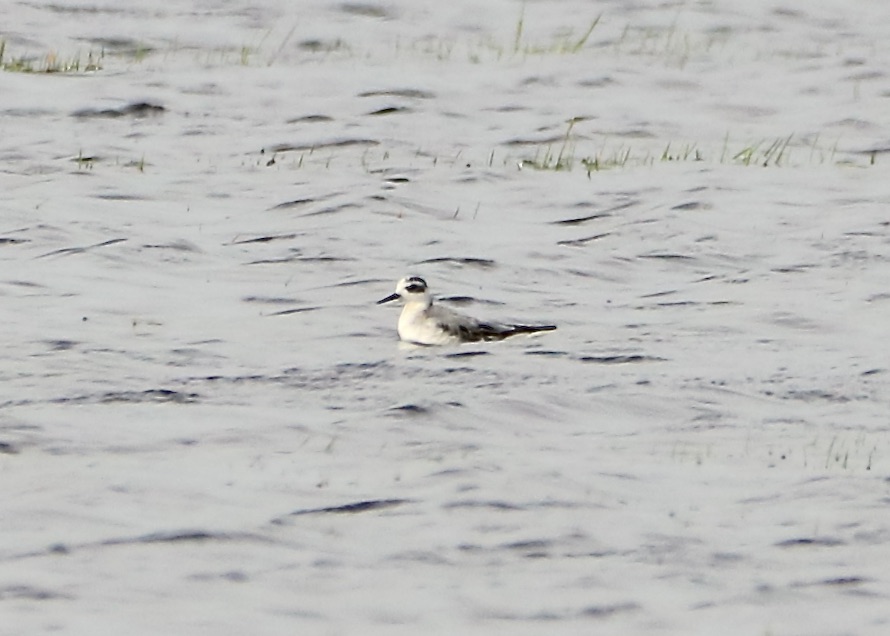 realjoelennon's tweet photo. Great day birding at Cahore Marsh, #Wexford. 3 Glossy Ibis, Merlin, Hen Harrier, Sparrow Hawk, Kestrel and Peregrine, 2 Pink-footed Geese and the gorgeous Grey Phalarope. Thanks to @cianbirder for the heads-up yesterday! https://t.co/FchyCk6TG5