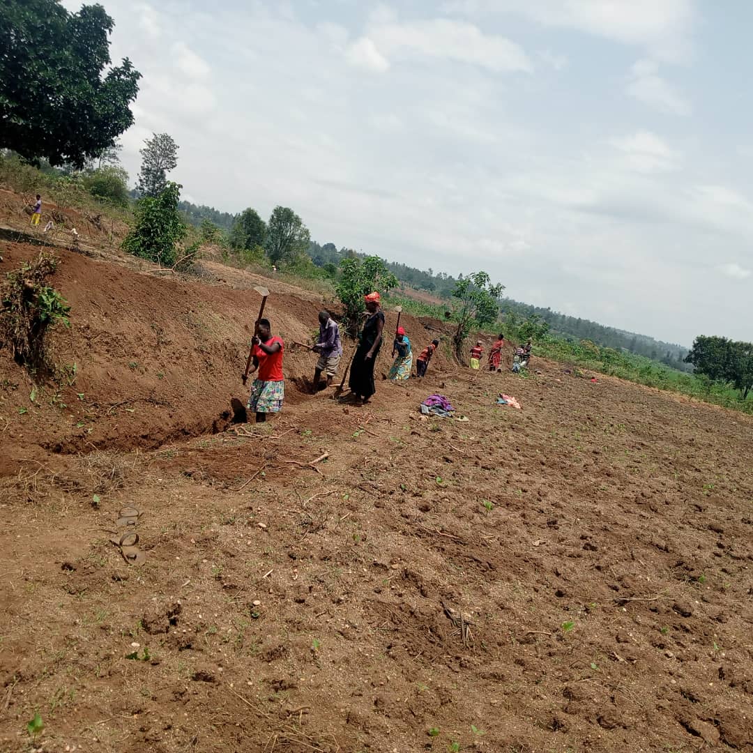 MarebaBugesera's tweet photo. Mu murenge wa Mareba @BugeseraDistr , Ibikorwa byo gucukura imirwanyasuri mu rwego rwo kurwanya #Isuri birakomeje,aha ni kuri site ya Gatinza,akagari ka Rango. https://t.co/syWoB4p6w7