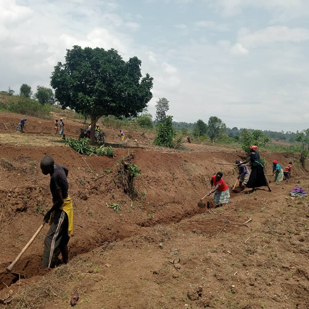 MarebaBugesera's tweet photo. Mu murenge wa Mareba @BugeseraDistr , Ibikorwa byo gucukura imirwanyasuri mu rwego rwo kurwanya #Isuri birakomeje,aha ni kuri site ya Gatinza,akagari ka Rango. https://t.co/syWoB4p6w7