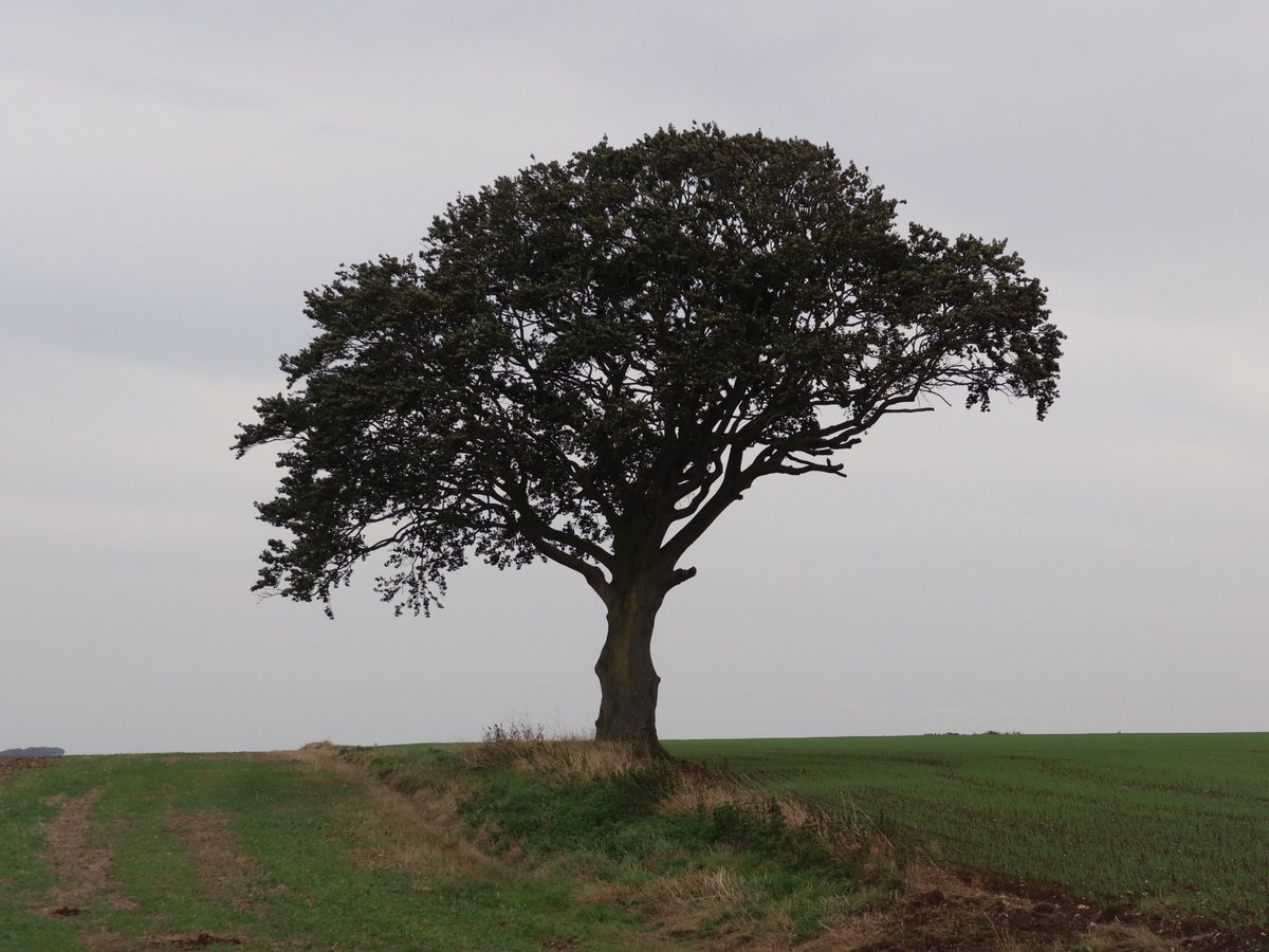 I love when a route slowly but surely develops. This new route in Yorkshire has a bit of everything on the 420km I’ve mapped so far. There’ll also be shorter loops - and a shorter #bikepacking route for #handcycles &amp; trailers. Another 106km in the legs from Scarborough to Hull.