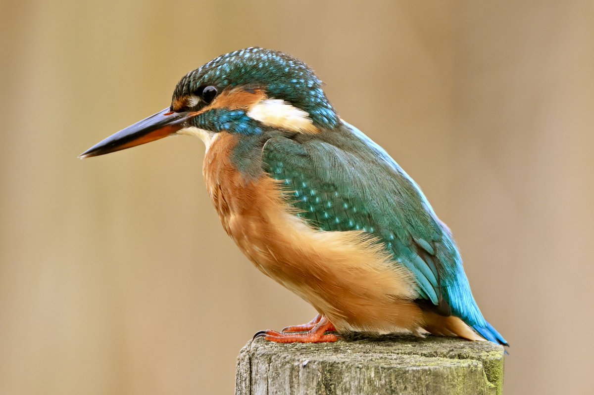 How can you not like a #kingfisher ? I saw this young lady this morning at our local lake. 
 <a href="/ThePhotoHour/">#ThePhotoHour</a> @wildlifemag <a href="/Natures_Voice/">RSPB</a> <a href="/Britnatureguide/">The British Nature Guide</a> <a href="/Team4Nature/">Team4Nature</a> <a href="/NatureUK/">NatureUK</a> #birdwatching #wildlife #wildlifephotography #nature #TwitterNatureCommunity