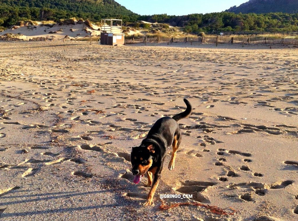 gringo_ctm's tweet photo. Duke "El Nacho" on la playa 😎🌴 
#DogsOfCannabis #DogsOfCannabiz #Mediterranean #Beach #dog #happy https://t.co/A4JMVY4eoT
