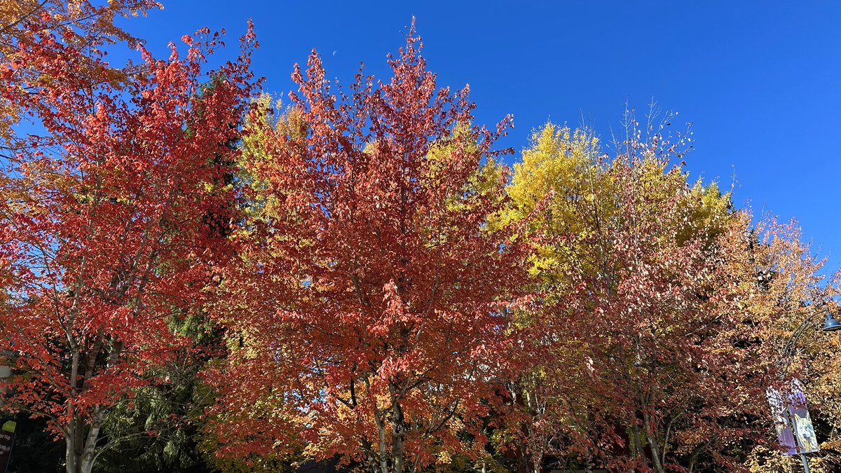 RyanVoutilainen's tweet photo. @MorganLaidler Fine… 😂
#Whistler #BC #WhistlerVillage #RMOW #ShareYourWeather #Autumn #FallColours #FallColors #BCwx #BCstorm #Ruska #Foliage #FallFoliage https://t.co/YLOHZlTvkK
