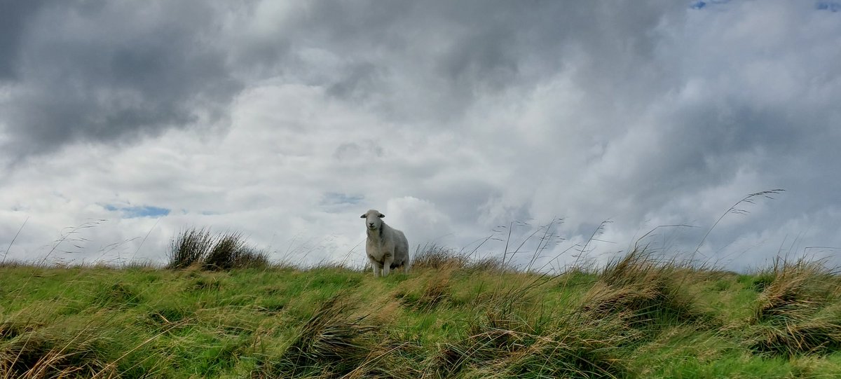 highfieldsherdy's tweet photo. When you come wandering over the hill only to find the rest of your flock are way over yonder....'the lone herdwick' (photo best viewed sideways)
#herdwick #hillfarm #landscapes #skies #clouds #farmland #countryside #sheep #peakdistrict #Staffordshire https://t.co/r3XM1Uwzpe