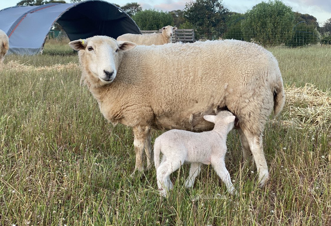 CallissClan's tweet photo. ##Jim’s too busy getting his breakfast to pose for the camera. #June’s making up for it, though #JimSpam #JimBug #Lambies2023 https://t.co/pZfjGWTMyv