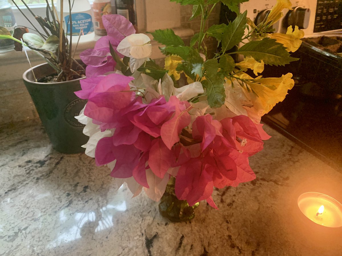 It’s obviously Barbara Karst mixed with another variety…at first I thought it was  Imperial Thai, but some of the flowers are half white and half magenta …I must have this ..bougainvillea ❤️
#FlowerGardening #blooms #gardening #GardeningX #mygarden #Magenta