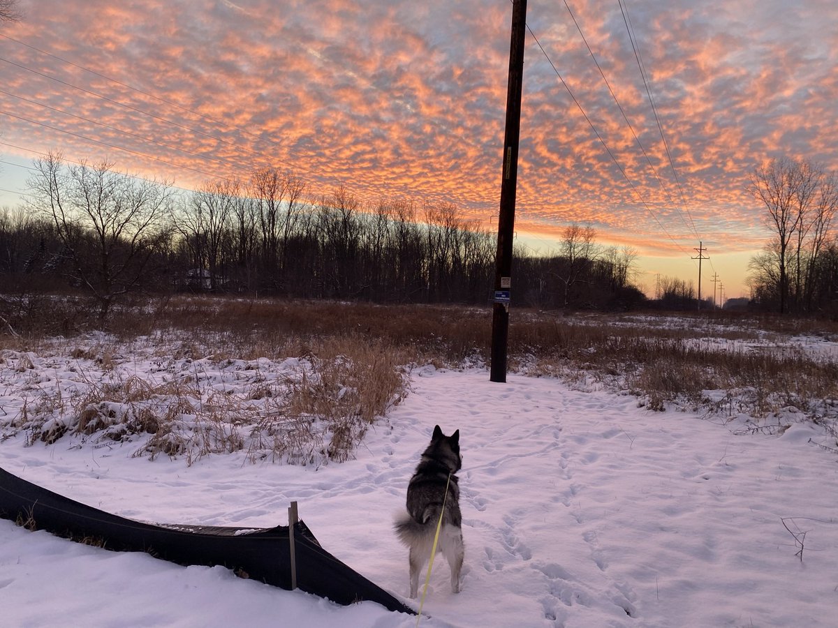 AudaciousFenix tweet media