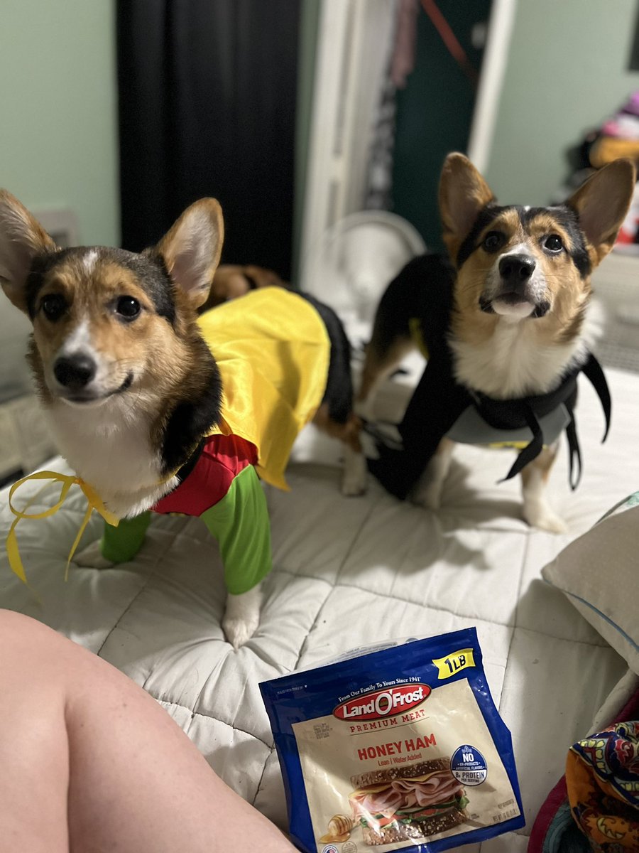 stephpruitt1's tweet photo. @KendallRaeOnYT Charlie and Bailey say hi https://t.co/DBTBIQb8ii