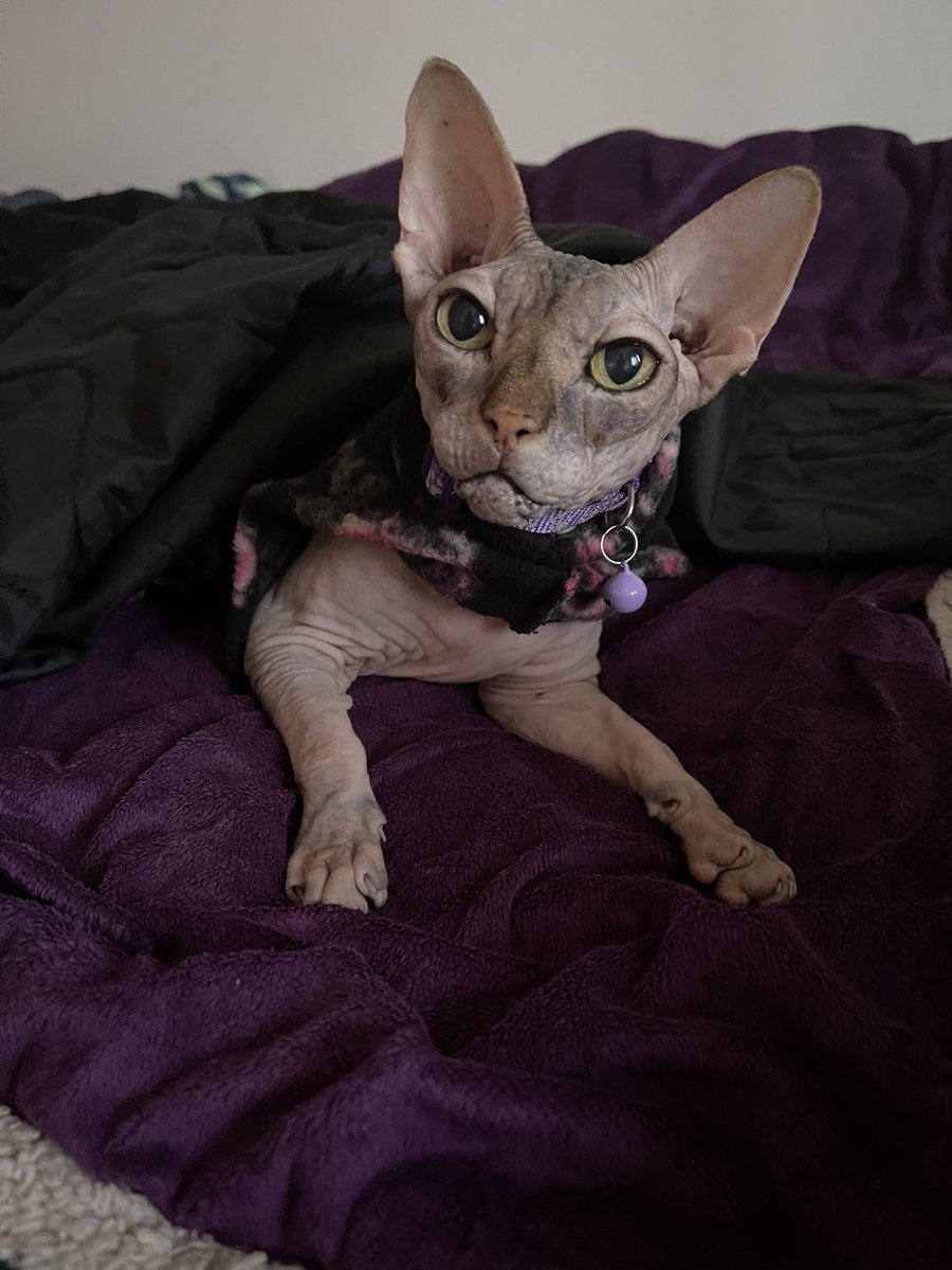 Nova #sphynx #catofyoutube decided to personally oversee #hooman to ensure she can Scout woukd get the #farmina food they love 😻🧆😻.

youtube.com/shorts/tkCxcqf…

#adventure #travelwithpets #voyagevoyage #france🇫🇷  #pets #cats #paws