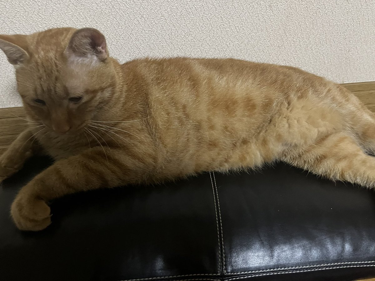 x9oK04MsLHDnPEm's tweet photo. 猫が家から出てしまってそれきり帰ってきません。いなくなったのは5日前で行方不明になってしまったので見つけたら連絡お願いします🙇拡散もしてくれると嬉しいです。場所は北海道函館市昭和4丁目付近です。特徴は黄色い鈴に尻尾が曲がっています。
#猫脱走
#茶トラ
#猫好きさんと繋がりたい
#茶トラ https://t.co/uVrovcdCGo