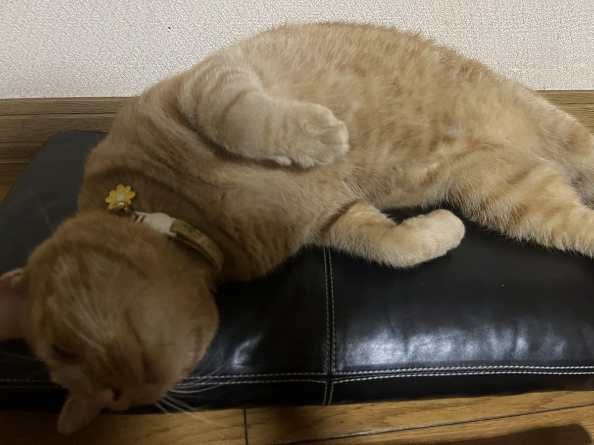 x9oK04MsLHDnPEm's tweet photo. 猫が家から出てしまってそれきり帰ってきません。いなくなったのは5日前で行方不明になってしまったので見つけたら連絡お願いします🙇拡散もしてくれると嬉しいです。場所は北海道函館市昭和4丁目付近です。特徴は黄色い鈴に尻尾が曲がっています。
#猫脱走
#茶トラ
#猫好きさんと繋がりたい
#茶トラ https://t.co/uVrovcdCGo