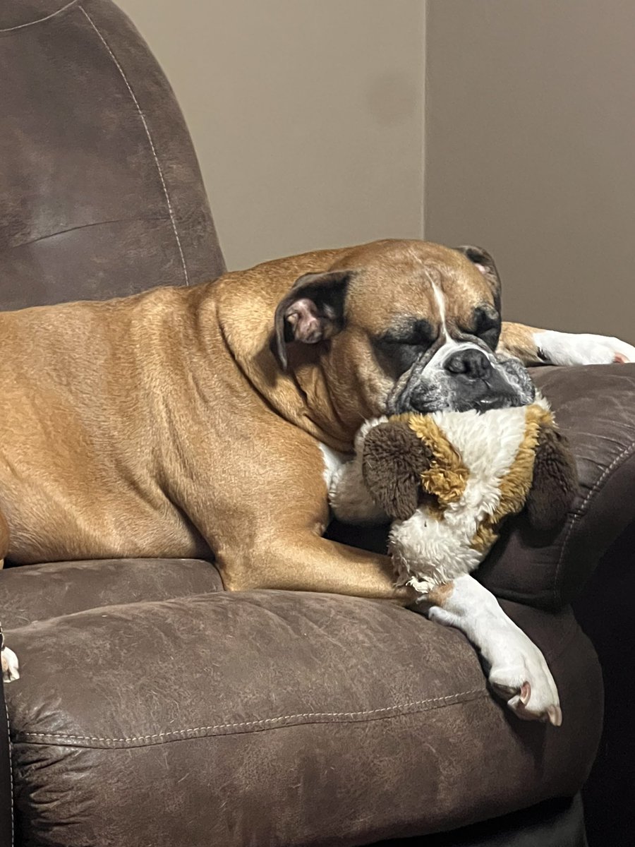 Zeva The Boxer tweet media