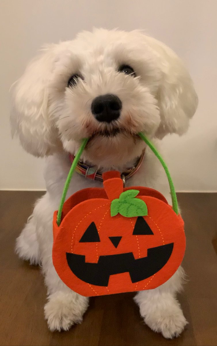 OreoSchnauzer's tweet photo. Preparing for howl-oween! 🐺🌕

I’ve already got my basket ready. Now I’m just looking for a pawsome fit! I’ve narrowed it down to either a pirate outfit or a gothic outfit. 🏴‍☠️🦇🐶. 

My hooman is going as a detective as well! 🔎 #dogsoftwitter #SchnauzerGang #Halloween2023 https://t.co/ERdGaIguo5