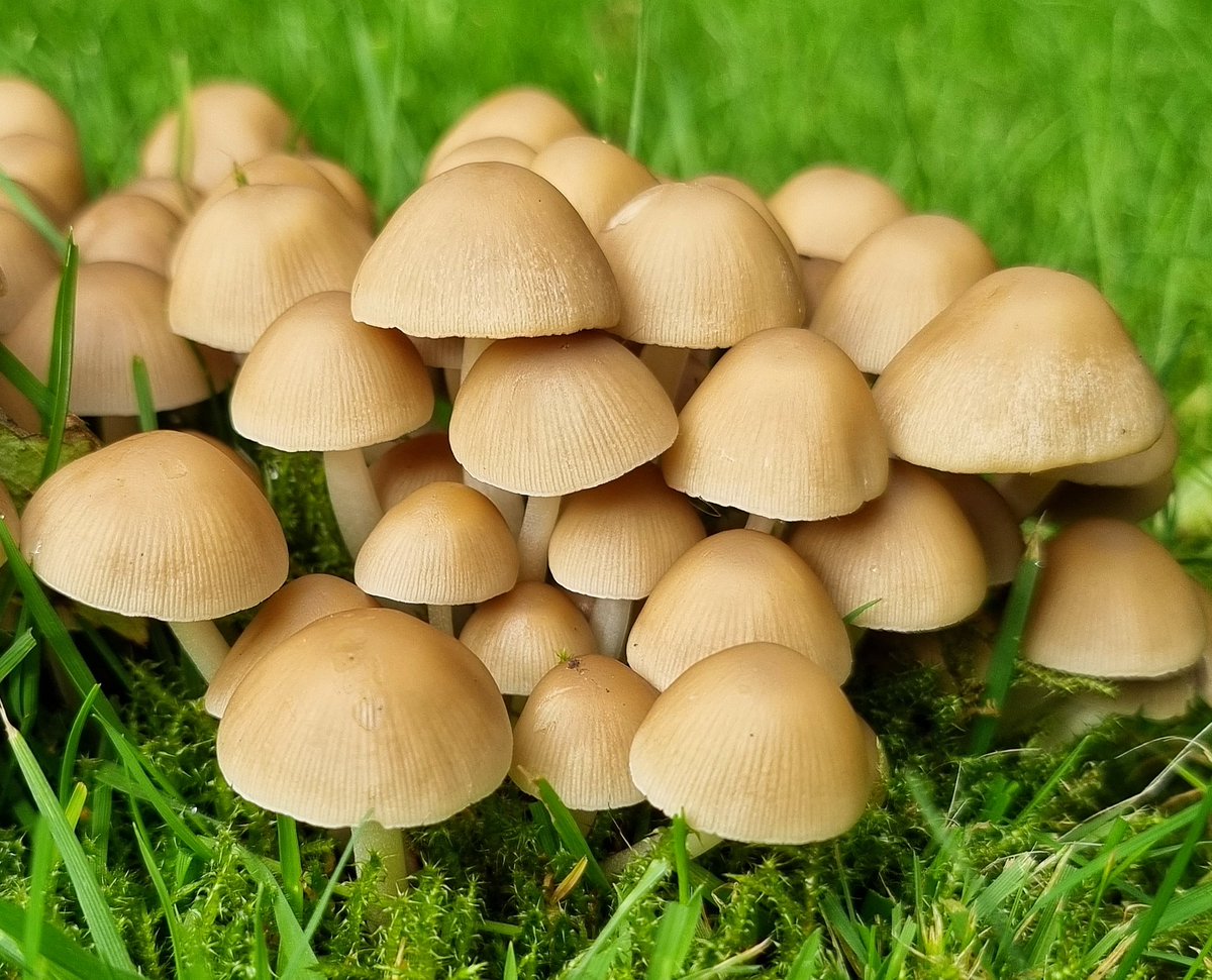 Found these in the garden today #UKFungusDay #SamsungGalaxyS21 #ThePhotoHour