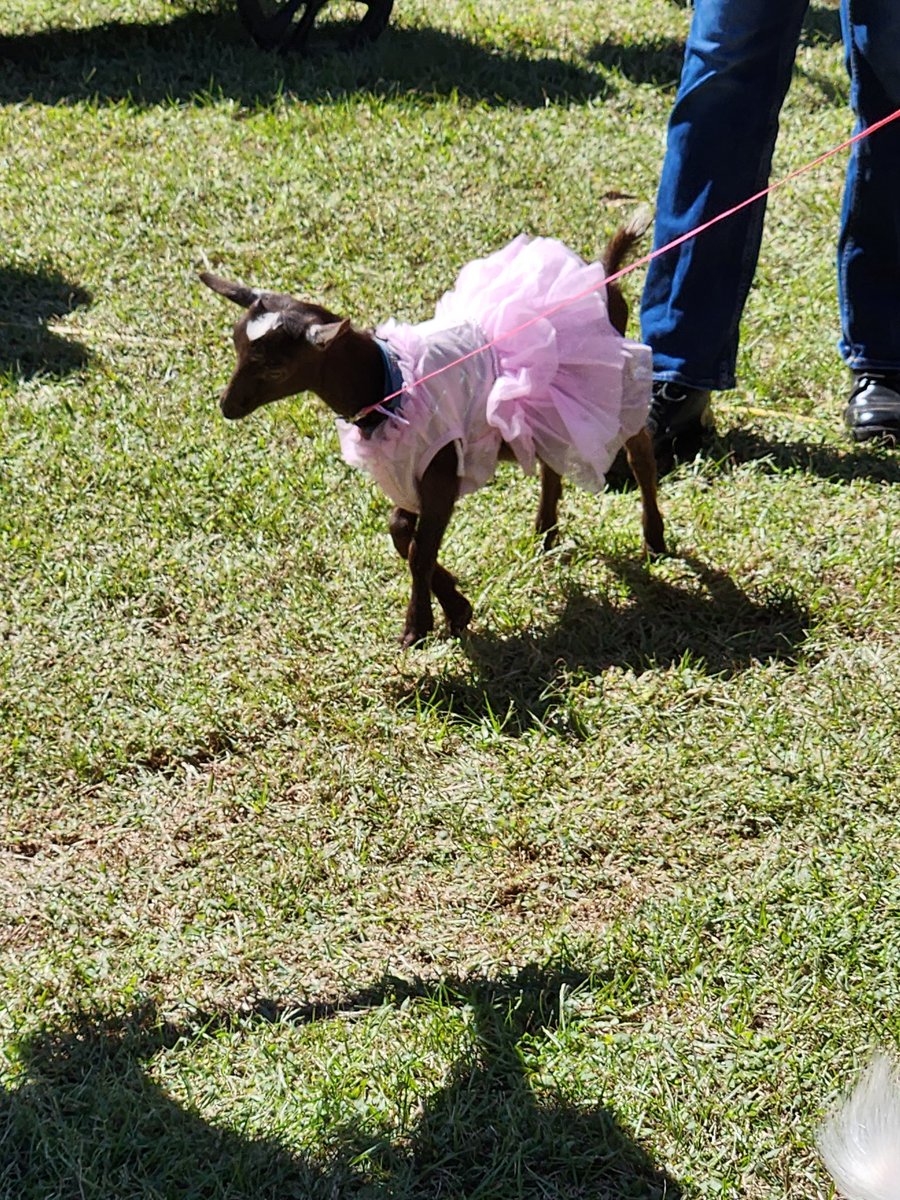 QuinterRon's tweet photo. When in a small town in Arkansas.   Goat festival perry https://t.co/iuVqFDoYaD