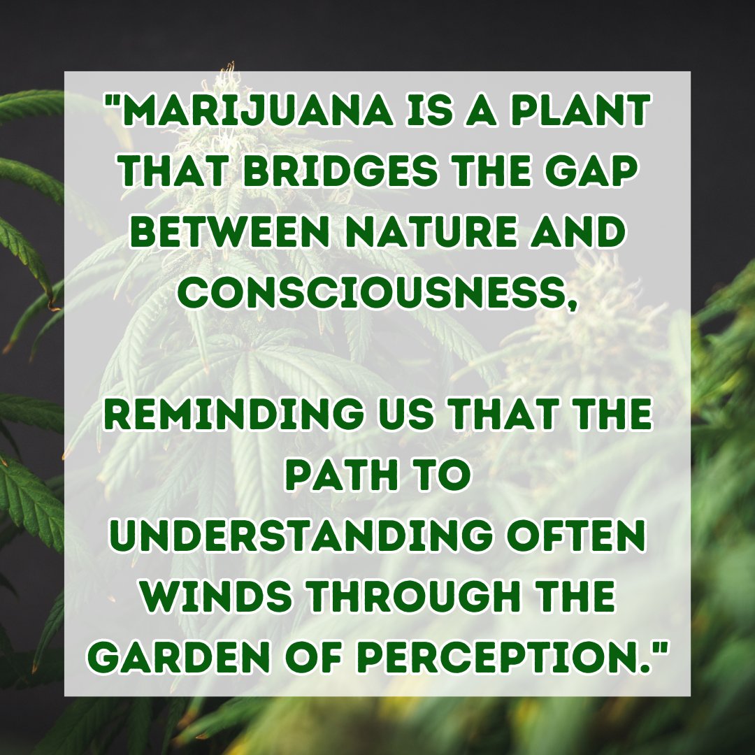 coastalcapdispo's tweet image. Let your mind bloom and explore new horizons. 🌄💭 #

CannabisWisdom #NatureAndConsciousness #PathToUnderstanding