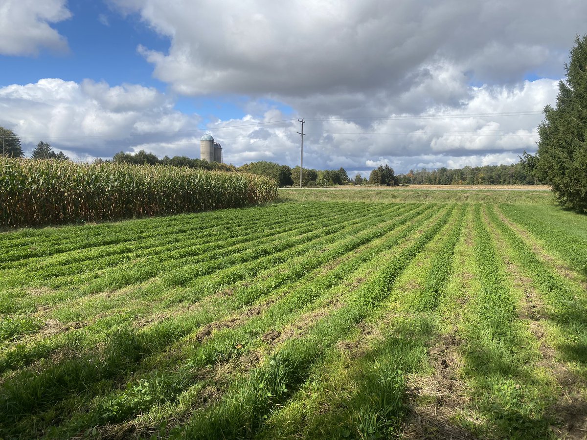 newagrifood's tweet photo. Preparing the strips in my #rowmow white clover for popcorn next year. https://t.co/wdwVgz1JdN