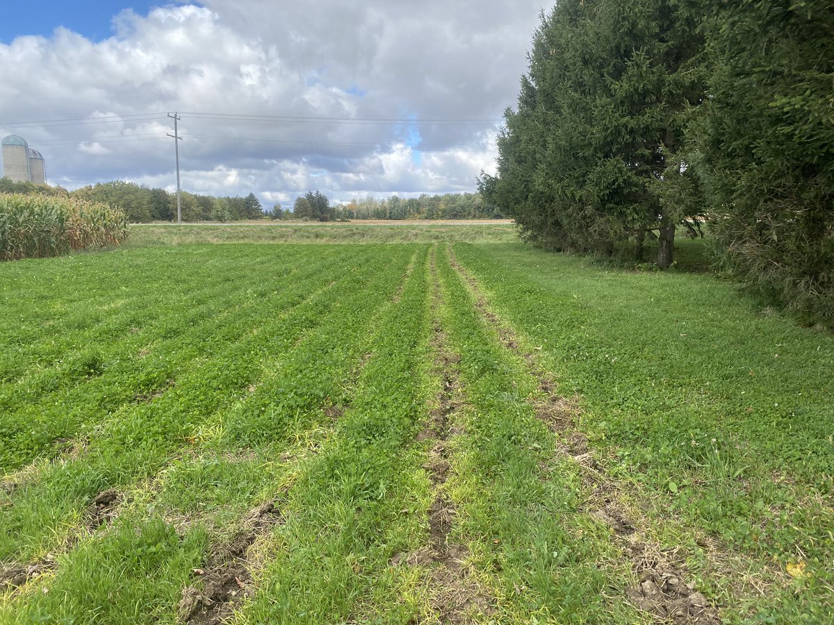 newagrifood's tweet photo. Preparing the strips in my #rowmow white clover for popcorn next year. https://t.co/wdwVgz1JdN