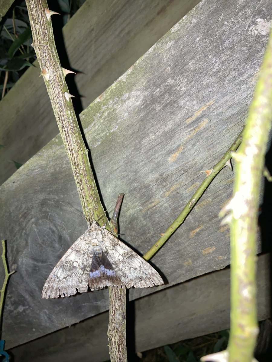 MarkPrina's tweet photo. ⁦@dku1000⁩ Clifden Nonpareil tonight after I tried released it from the trap. It has now flown straight back in. ⁦@ukmoths⁩ Flempton, Suffolk https://t.co/KWCBXoGntT