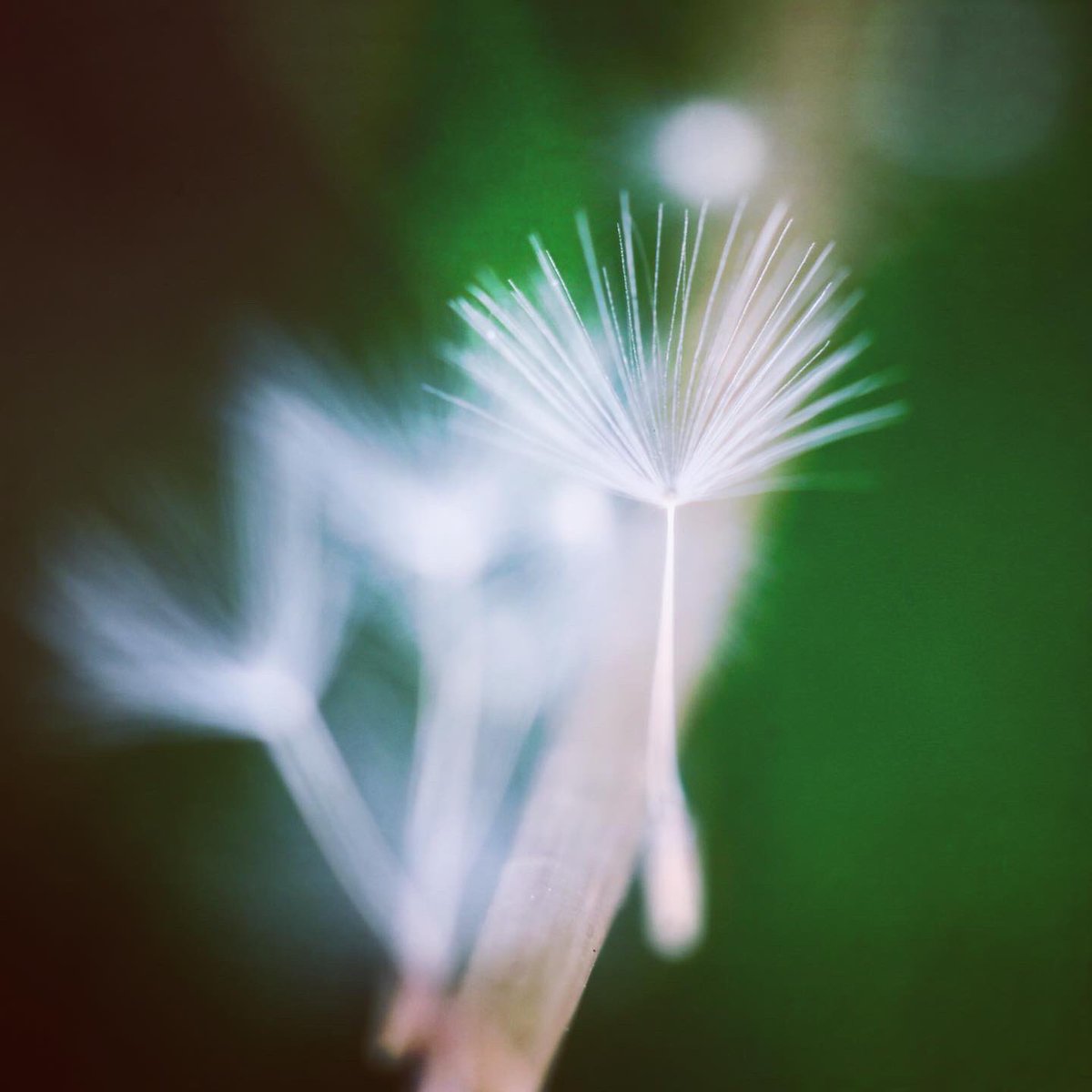 newratcom's tweet photo. ・
departure
・
・
#nature
#departure
#dandelion
#dandelionfluff
#naturephotograph https://t.co/UEMljGenip