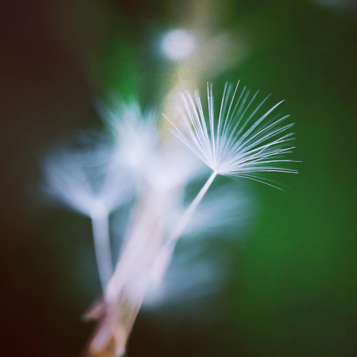 newratcom's tweet photo. ・
departure
・
・
#nature
#departure
#dandelion
#dandelionfluff
#naturephotograph https://t.co/UEMljGenip
