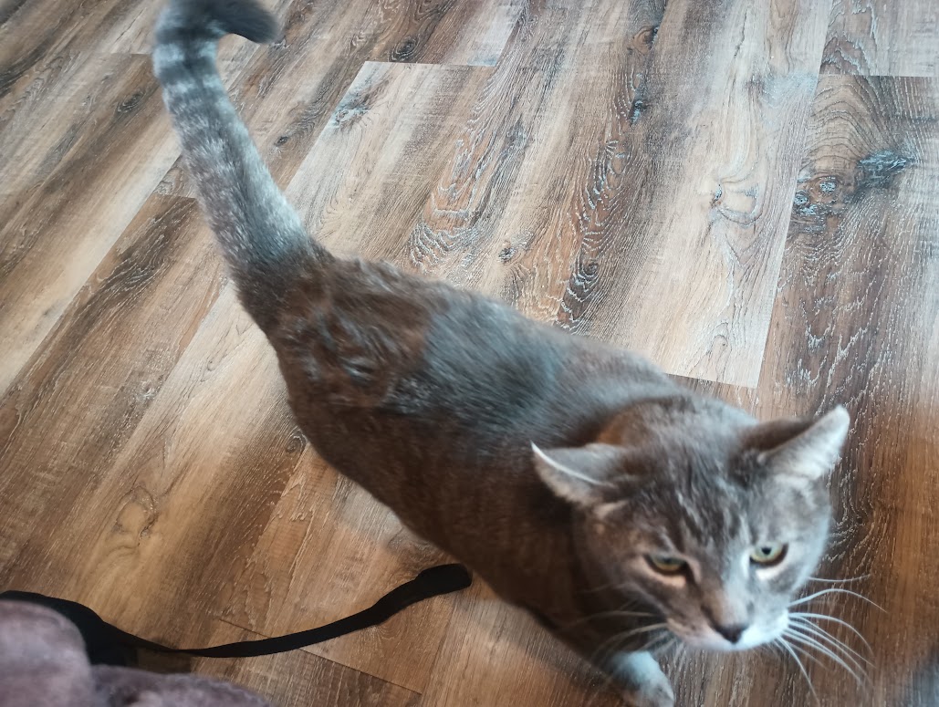 Faust1248's tweet photo. @FlightlessTales Could you do a sketch of my mom's fiancé's cat Peta? His birthday (the fiancé, not the cat - I don't know the cat's birthday 😔)is coming up, and I thought a little drawing could be a fun gift. https://t.co/YK63ecYpxg