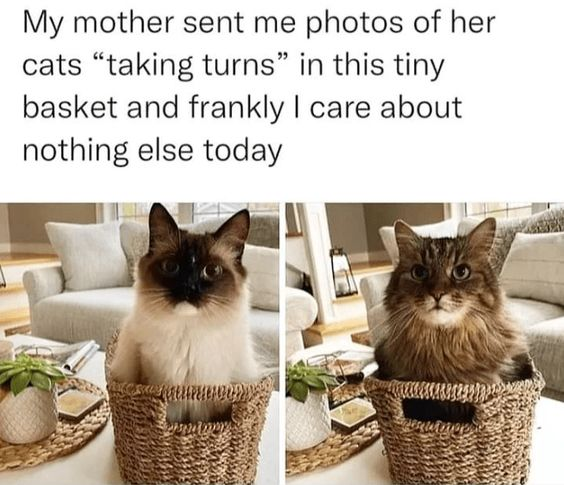 WholesomeMeme tweet picture