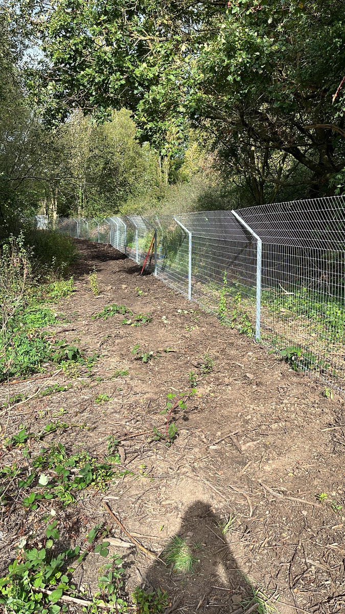 An army of dedicated volunteers today putting final touches to Ealing Beaver Project enclosure, a unique urban London beaver wetland, fully publicly accessible once beavers settle in. They arrive next week! Watch this space… @WildlifeEaling @CitizenZoo @FriHoHi @EalingCouncil