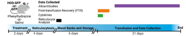 Hema_News's tweet photo. Researchers demonstrated that transfusing donor 🩸 red blood cell (RBC) units with increased #reticulocyte frequencies dose-dependently increased RBC #alloimmunization rates and alloantibody levels!
💉 Check it out at @Haematologica | https://t.co/GHI0kfzWvH https://t.co/e2kKmCRjhF
